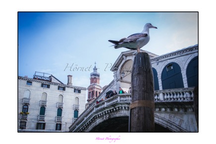 Hörnet-Photographie-venedig-17.jpg