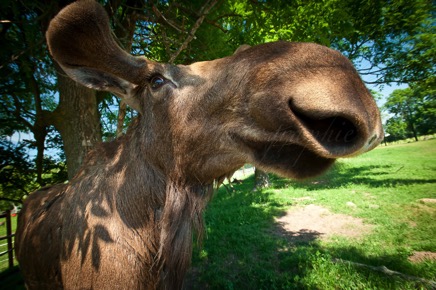 Hörnet-Photographie-Elchfarm (2 von 15).jpg