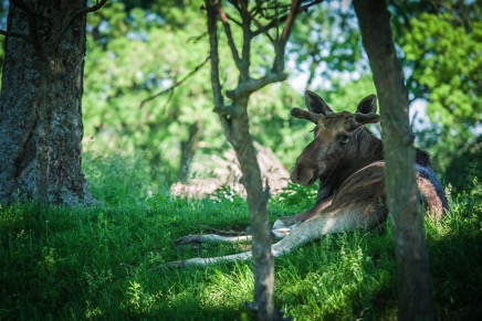 Hörnet-Photographie-Elchfarm (7 von 15).jpg